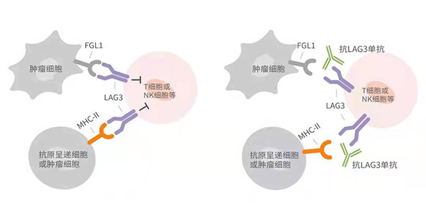 凯时|AG(AsiaGaming)优质运营商